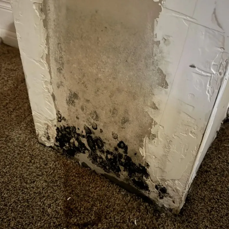 Professional Mold Removal in Kendall County, IL